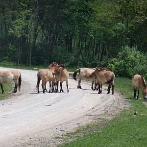 Przewalski's Horse Herd
