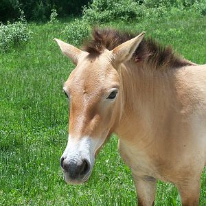 Przewalski's Horse