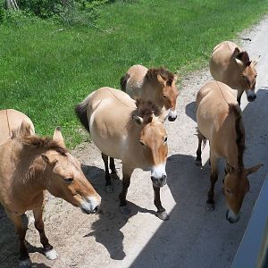 Przewalski's Horses