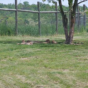 Cheetah Mother and Young