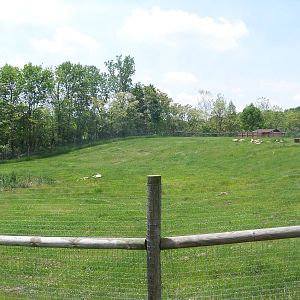 African Wild Dog Enclosure