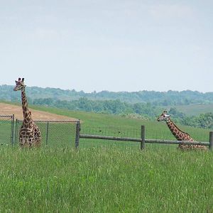 Giraffes #1