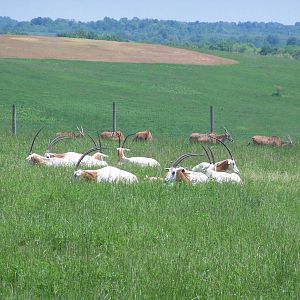 Scimitar-Horned Oryx and Common Eland