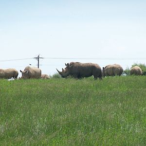 Southern White Rhinoceros Herd