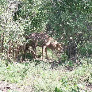 Vietnamese Sika Deer