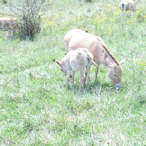 Persian Onager Mother and Foal