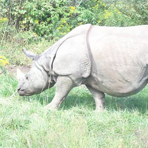 Indian Rhinoceros