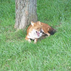 Dhole