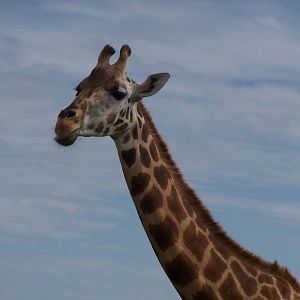Rothschild Giraffe