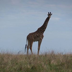 Masai Giraffe
