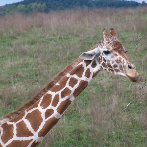 Reticulated Giraffe