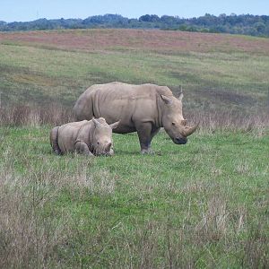 Southern White Rhinoceros