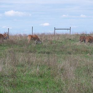 Common Eland