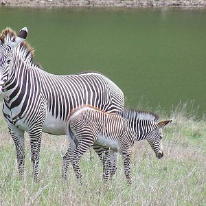 Grevy's Zebra Mother and Foal