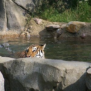 Amur Tiger in Pool