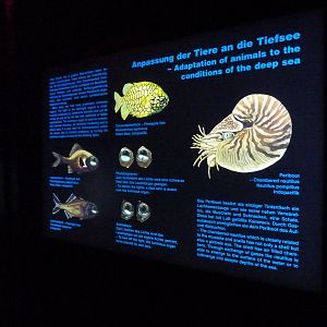 Deep sea animals sign