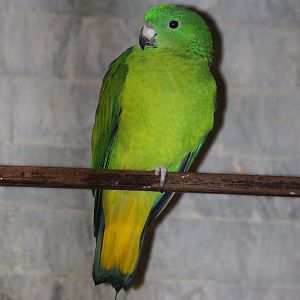 Buru Racquet-tail (Prioniturus mada)