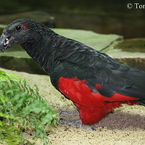 Pesquet's Parrot (Psittrichas fulgidus) - male.