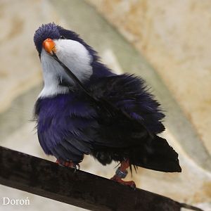 Blue Lorikeet (Vini peruviana)