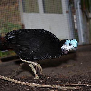 Wattled Brush-turkey (Aepypodius arfakianus misoliensis) - adult male