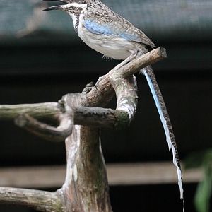 Long-tailed Ground-Roller (Uratelornis chimaera)