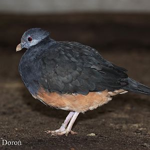 Thick-billed Ground-pigeon (Trugon terrestris)