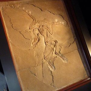 Berlin Museum fur Naturkunde - Archaeopteryx