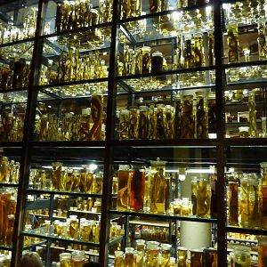 Berlin Museum fur Naturkunde - Wet room