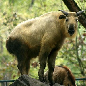 Golden takin; Berlin Tierpark; 9th September 2011