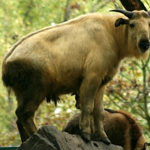 Golden takin; Berlin Tierpark; 9th September 2011