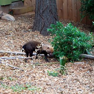AZA 9-17-11 Atlanta Zoo