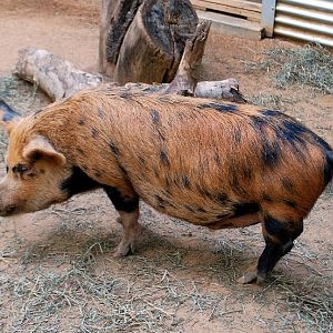 AZA 9-17-11 Atlanta Zoo