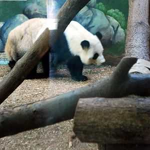 AZA 9-17-11 Atlanta Zoo