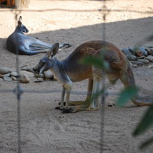 AZA 9-17-11 Atlanta Zoo