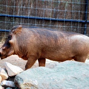 AZA 9-17-11 Atlanta Zoo