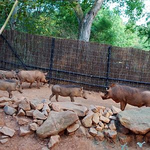 AZA 9-17-11 Atlanta Zoo