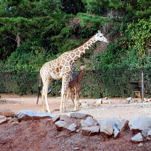 AZA 9-17-11 Atlanta Zoo