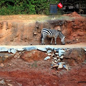 AZA 9-17-11 Atlanta Zoo