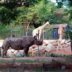 AZA 9-17-11 Atlanta Zoo