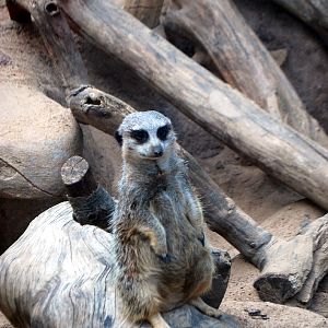 AZA 9-17-11 Atlanta Zoo