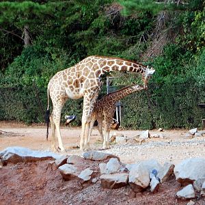 AZA 9-17-11 Atlanta Zoo