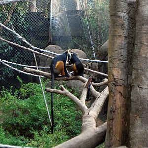 AZA 9-17-11 Atlanta Zoo