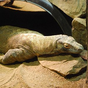 AZA 9-17-11 Atlanta Zoo