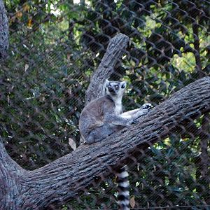 AZA 9-17-11 Atlanta Zoo