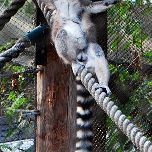 AZA 9-17-11 Atlanta Zoo