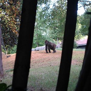 AZA 9-17-11 Atlanta Zoo