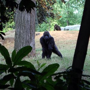 AZA 9-17-11 Atlanta Zoo