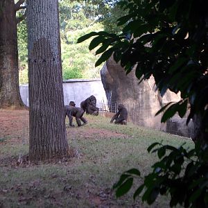 AZA 9-17-11 Atlanta Zoo