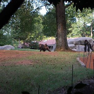 AZA 9-17-11 Atlanta Zoo