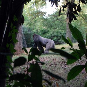 AZA 9-17-11 Atlanta Zoo